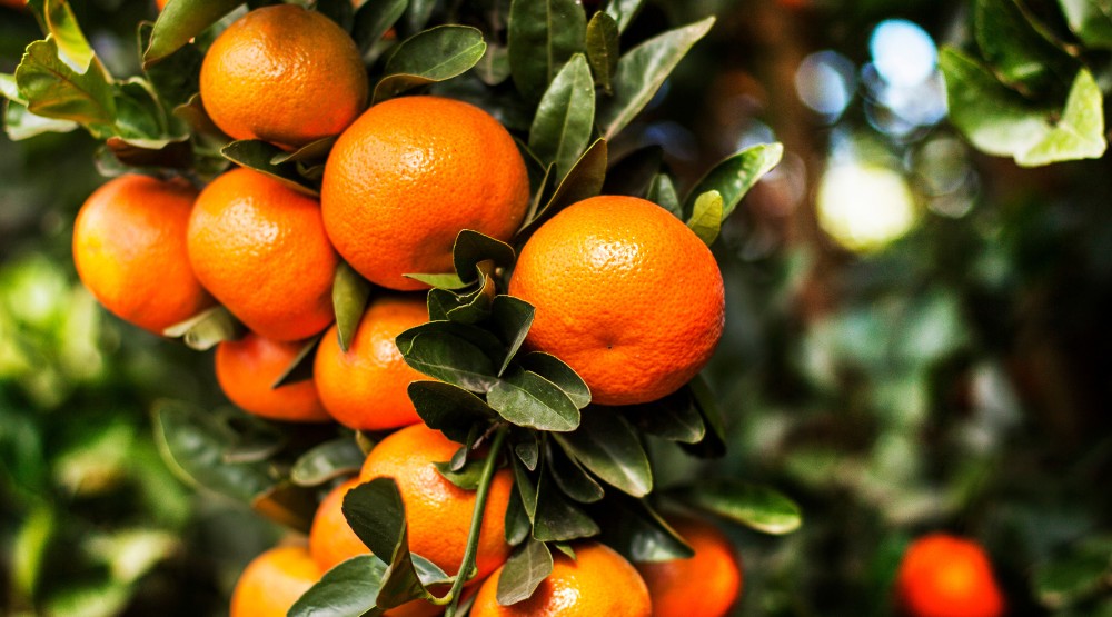 citrus-product-image