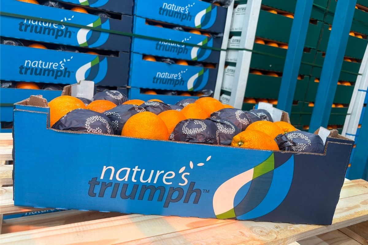natures-triumph-orange-export-tray