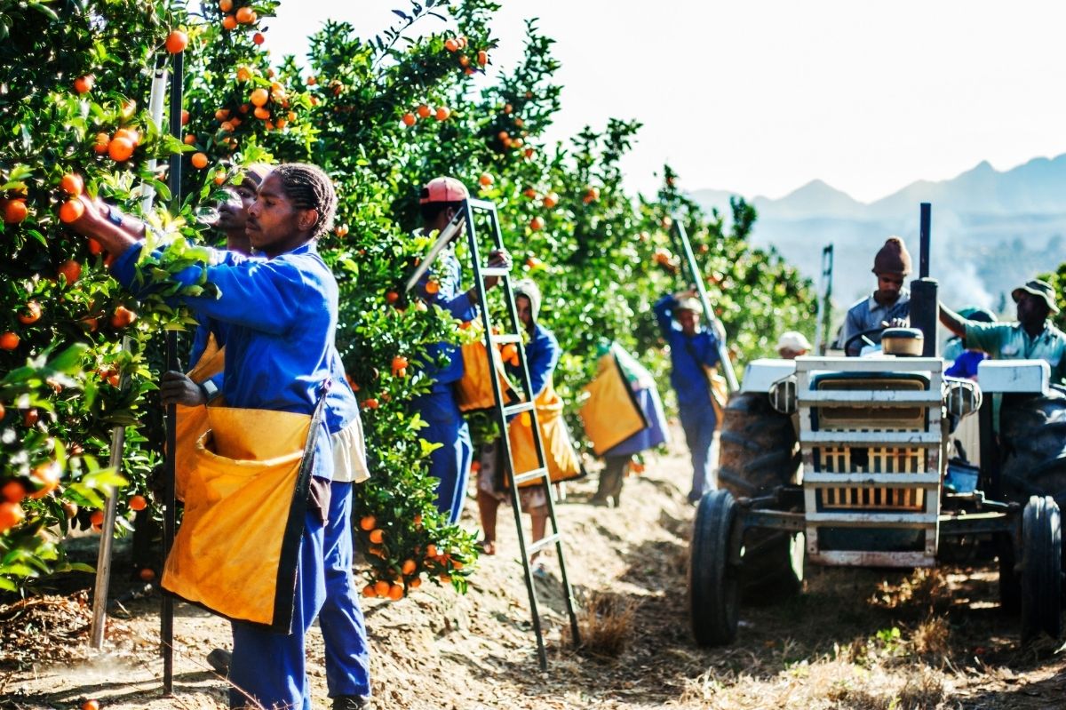 orange-harvest-team