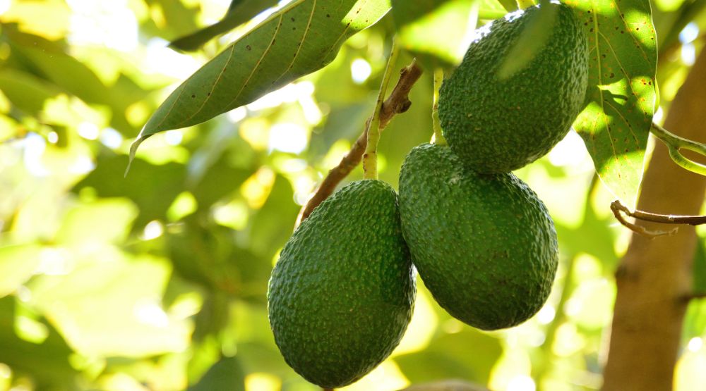 wp-fresh-avocado-product