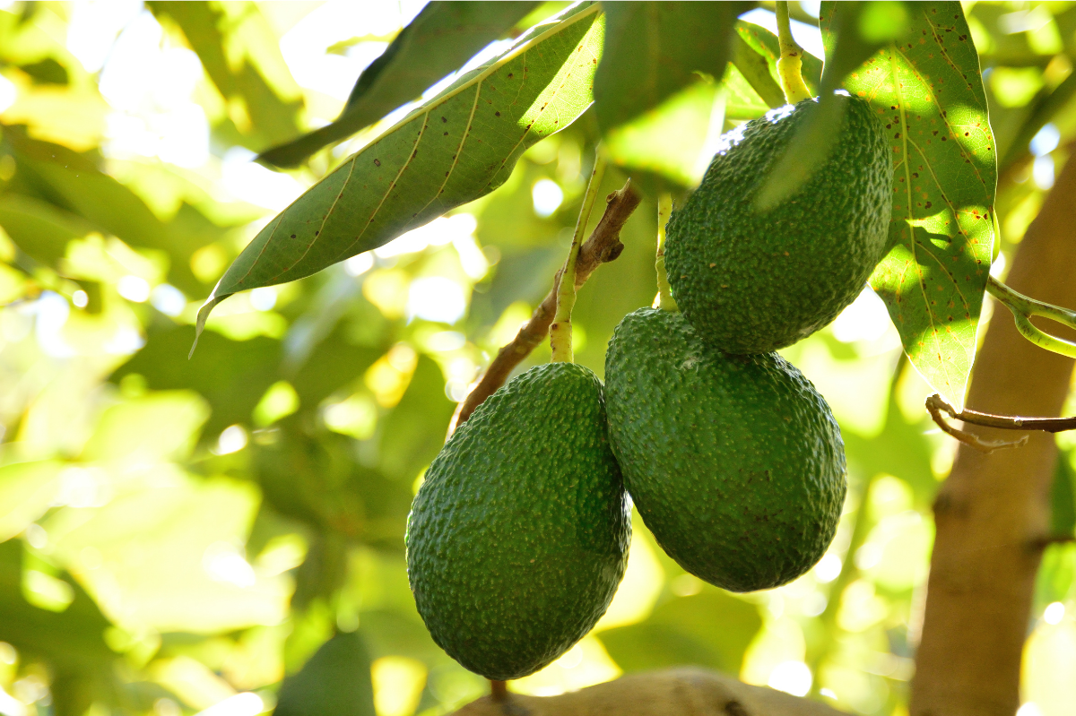wp-fresh-avocado
